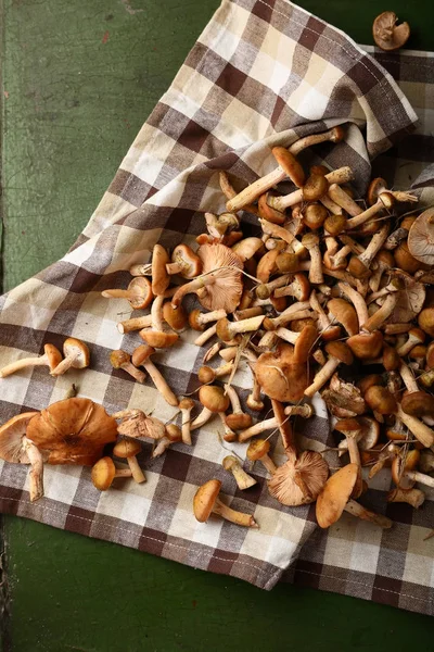 Forest Mushrooms harvest — Stock Image Forest Mushrooms harvest Royalty Free Stock Images