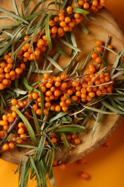 Dalları üzerinde taze deniz topalak