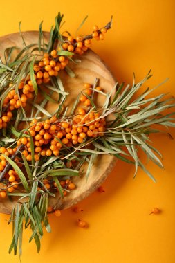 Taze deniz topalak dallar sarı