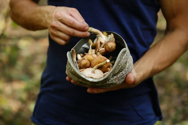Small harvest of mushrooms — Stock Image Small harvest of mushrooms Royalty Free Stock Photos