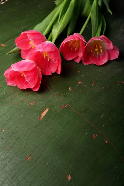 Frische Tulpen auf Grün — Stockfoto