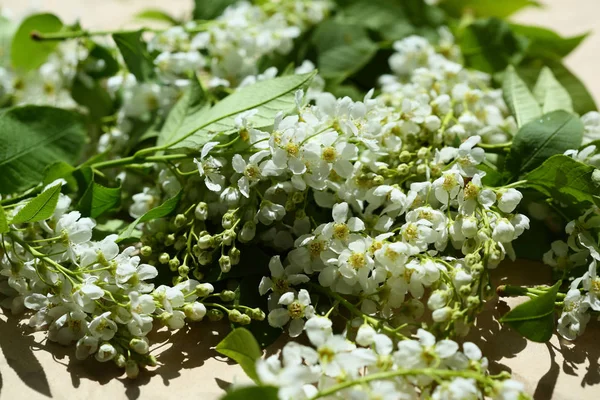 Cereja Fresca Pássaro Árvore Flores Closeup — Fotografia de Stock