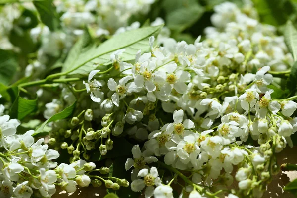 Primavera blanca flores primer plano — Foto de Stock