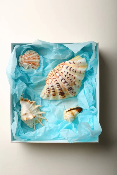 Set of seashells in box above — Stock Photo, Image