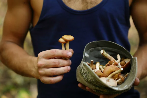 Forest Mushrooms in farmer's hands — Stock Image Forest Mushrooms in farmer's hands Royalty Free Stock Images