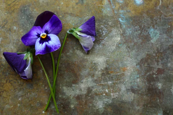 Veilchenblüten auf Eisen — Stockfoto