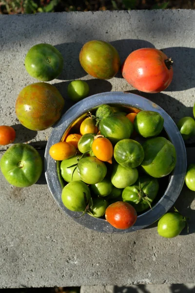 Bahçede yukarıda yeşil domates — Stok fotoğraf