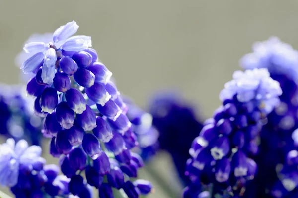 Våren Blå Blommor Closeup — Stockfoto