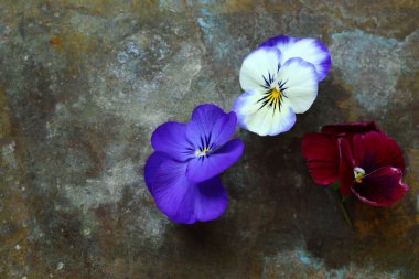 Viola çiçek metal arka plan üzerinde