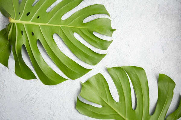 Folhas de monstera verde no fundo branco — Fotografia de Stock