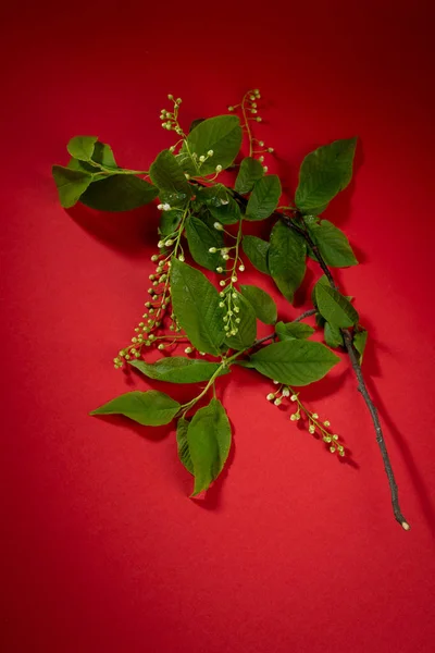 Spring gren med blommor på röd bakgrund — Stockfoto