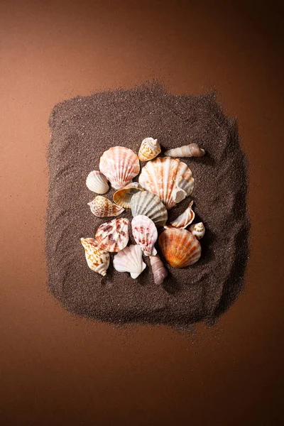 Sea Shells Brown Surface — Stock Photo, Image