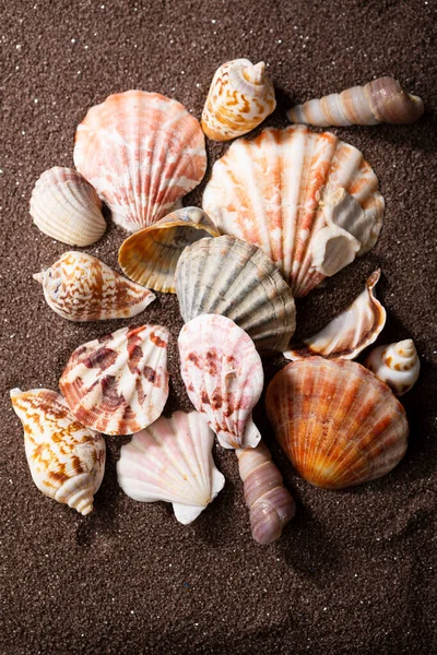 Sea Shells Brown Sand Surface — Stock Photo, Image