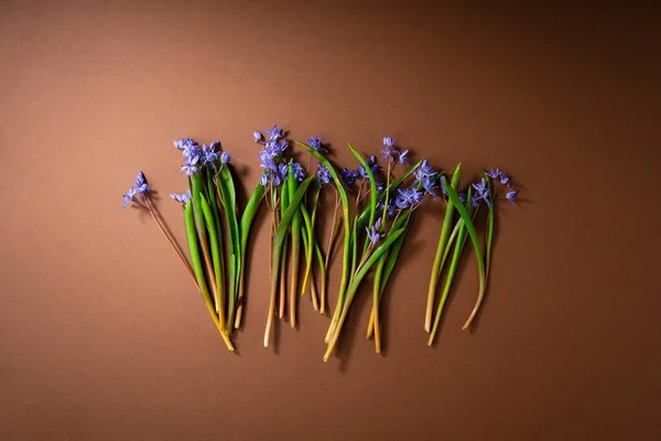 Pohled Shora Jarní Květiny — Stock fotografie