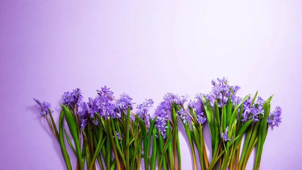 Bahar Çiçeklerinin Yukarıdan Görünüşü — Stok fotoğraf