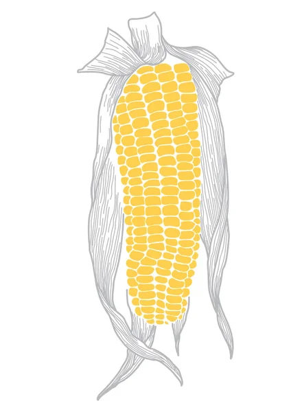 Sweet Corn Unique Vector Drawing Design — 스톡 벡터