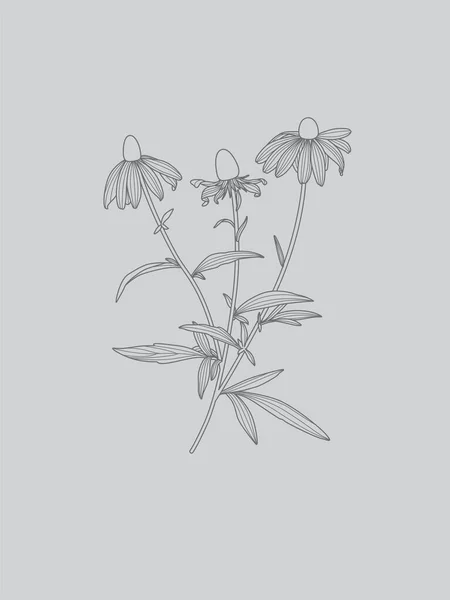 Monochrome Floral Rudbeckia Flower Line Drawing Grey Background — 스톡 벡터