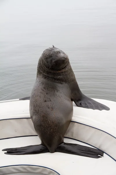 León marino en el barco — Foto de Stock