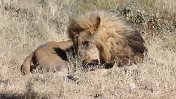 Un lion se relaxant sur le sol — Video