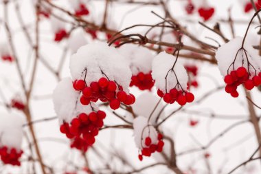 Viburnum berries in winter on a cloudy day.