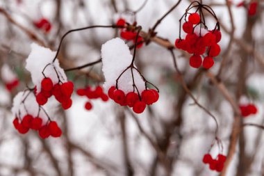 Viburnum berries in winter on a cloudy day.