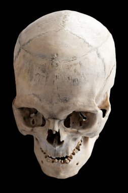 İnsan anatomisi. İnsan kafatası. Üst manzara, yan manzara. İzole edilmiş.