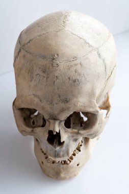 İnsan anatomisi. İnsan kafatası. Üst görünüm, yan görünüm.