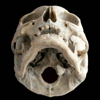 İnsan anatomisi. İnsan kafatası. Aşağıdan bak. B 'de izole edilmiş.
