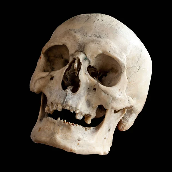 Aşağıdan bak, yandan bak. İnsan anatomisi. Siyah bir B 'de izole edilmiş.
