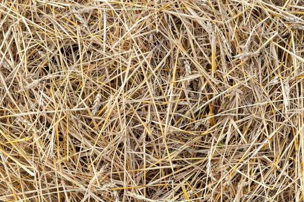 Golden straw cereal crop. Texture of dry yellow straw of wheat.