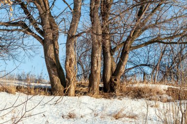 Yaprak döken ağaçların gövdeleri, bir bahar günü, güneşin aydınlattığı..