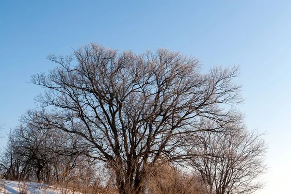 Couronne Luxuriante Arbre Sans Feuilles Jour Hiver Contre Ciel Bleu — Photo