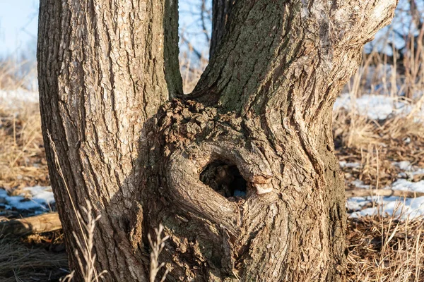 Hollow Padiduous Tree Close Spring Day Illuminated Sun — Stock fotografie