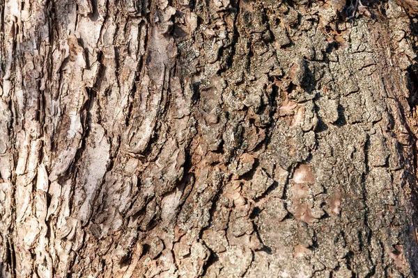 春の日に 太陽に照らされた落葉樹の樹皮 クローズアップ — ストック写真