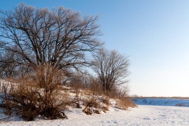Baharın başında yaprakları olmayan büyük ağaçlar..