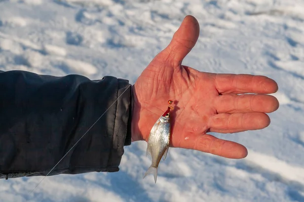 Kışın Balık Avuç Içindeki Balıkçı Küçük Balığını Gösteriyor Kapatın Balık — Stok fotoğraf