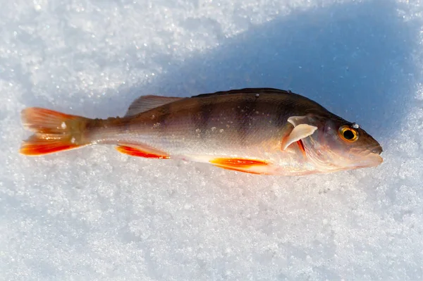Kışın Balık Küçük Bir Tatlı Balığı Yakalamış Avrupa Nehir Buzunun — Stok fotoğraf