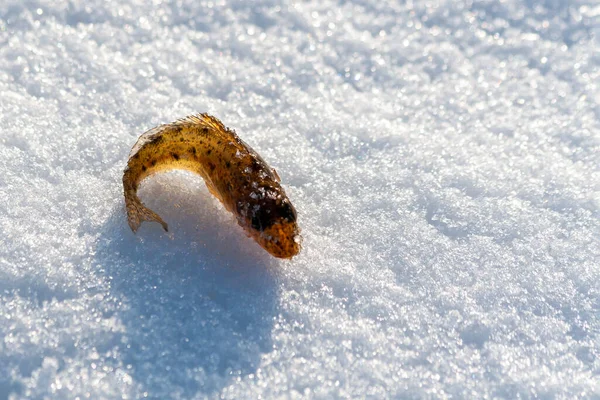 Pesca Inverno Apanhado Pequeno Peixe Água Doce Rufa Encontra Gelo — Fotografia de Stock