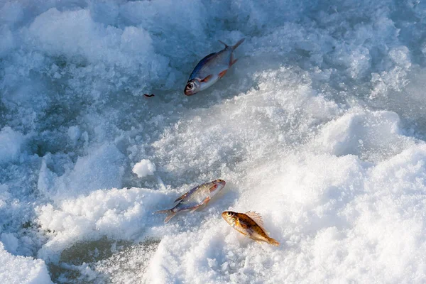 Kışın Balık Birkaç Küçük Balık Kış Balıkçısının Kıt Bir Avı — Stok fotoğraf
