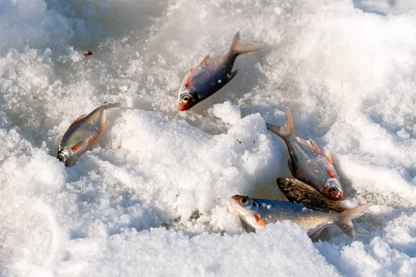 Kışın Balık Bir Kaç Küçük Balık Kış Balıkçısının Kıt Kanatlı — Stok fotoğraf