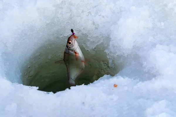 Pescuitul Iarnă Peşte Mic Cârlig Gaura Râului Iarnă Aproape Pescuit — Fotografie, imagine de stoc