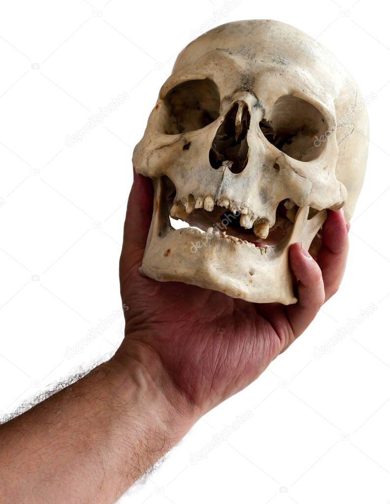 A human skull in a man's hand, isolated on white. Poor Yorick. To be or not to be.