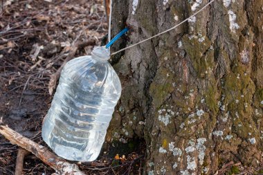 İlkbaharda huş ağacı özü koleksiyonu. Ağacın altındaki bitki özü şişesi..