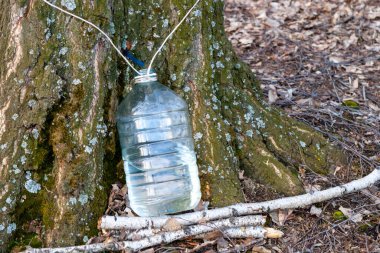  Ağaç gövdesine ağaç özü toplamak için plastik bir kavanoz asılır. Rusya 'da huş ağacı özü koleksiyonu
