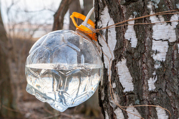 Collection of birch sap. A plastic jar for collecting birch sap is suspended on a tree trunk.
