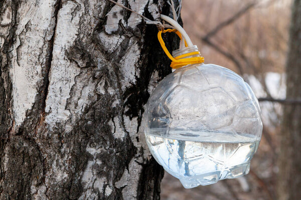 Collection of birch sap in spring time. A bottle for birch sap weighs on a tree.