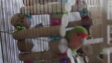 Aşk kuşu altın kafeste, mürekkep balığı kemiğiyle besleniyor ve hoplayıp zıplıyor..