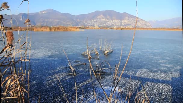 Reeds in winter wind — Wideo stockowe