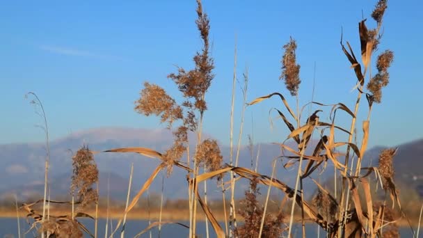 Reeds in winter wind — Stock Video