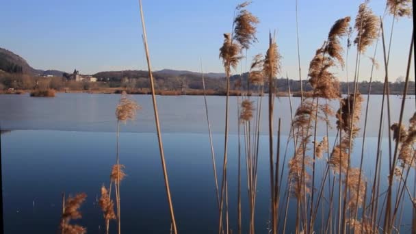 Reeds in winter wind — Stok video